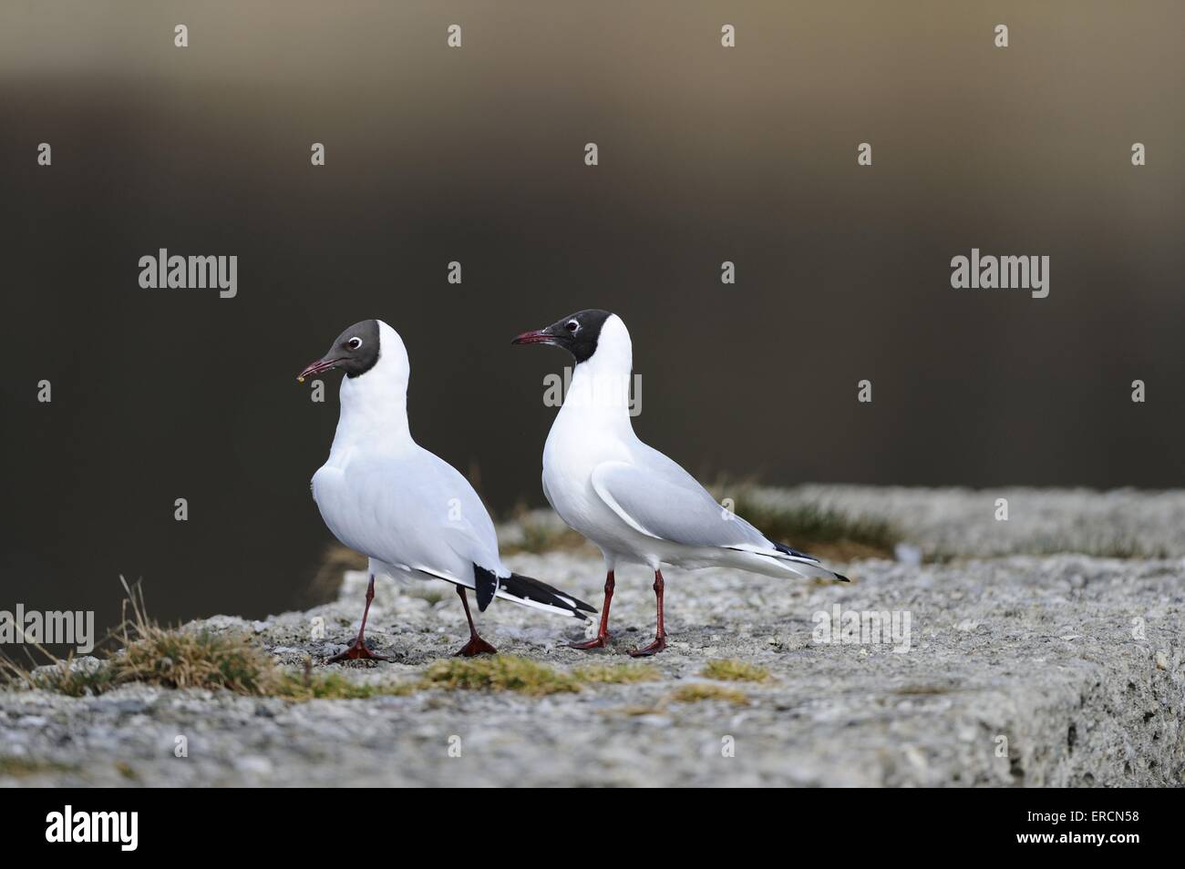 common black-headed gulls Stock Photo