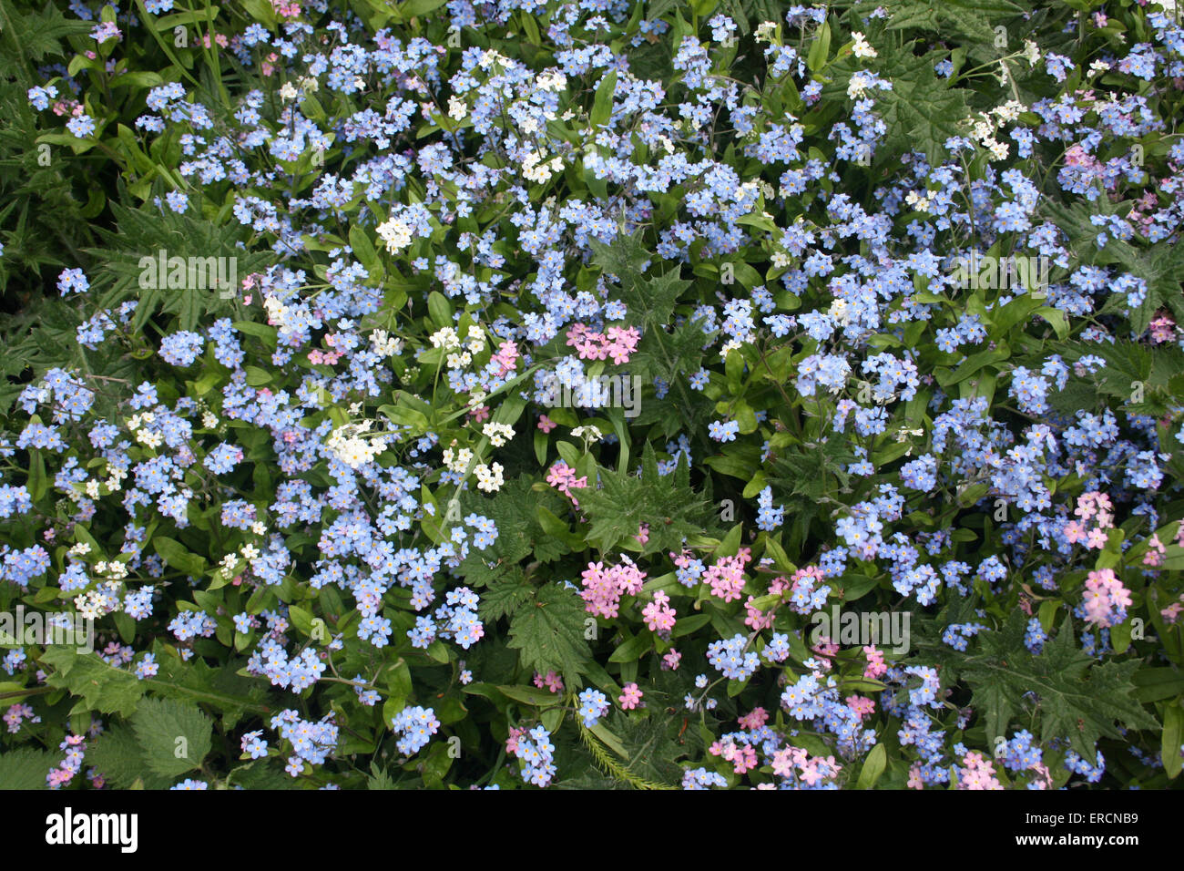 growing wild in woodland Stock Photo Alamy