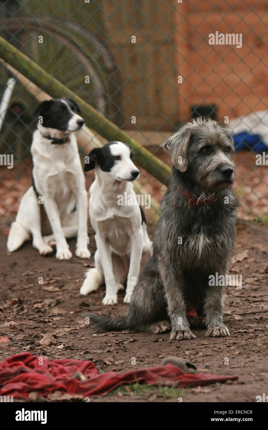 Dog shelters hires stock photography and images Alamy