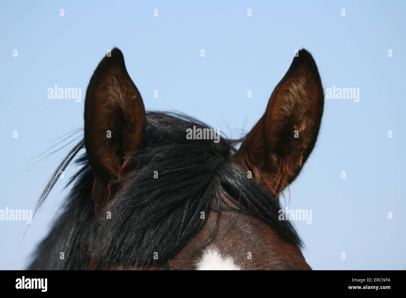 Horses ears up hires stock photography and images Alamy