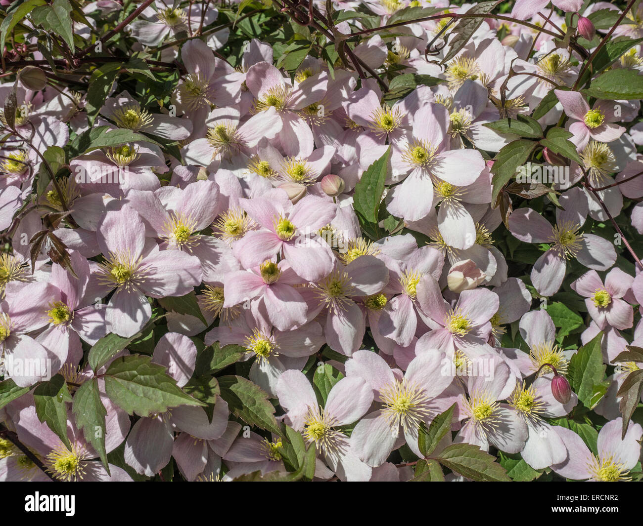 Clematis montana var rubens 'Pink Perfection' Stock Photo Alamy