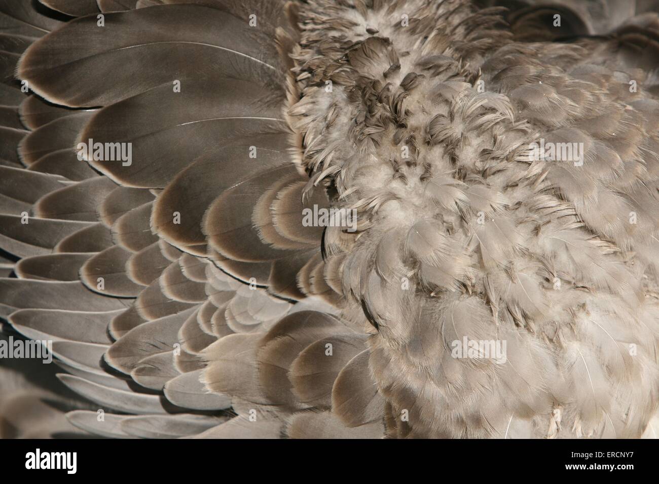 goose feathering Stock Photo