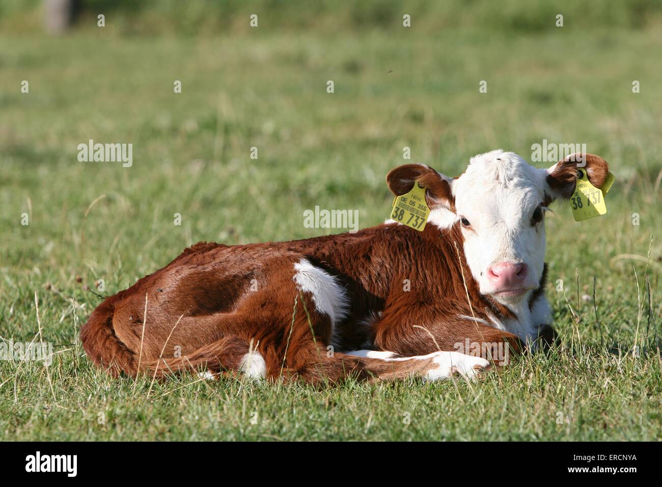 Hereford cow and calf hi-res stock photography and images - Alamy