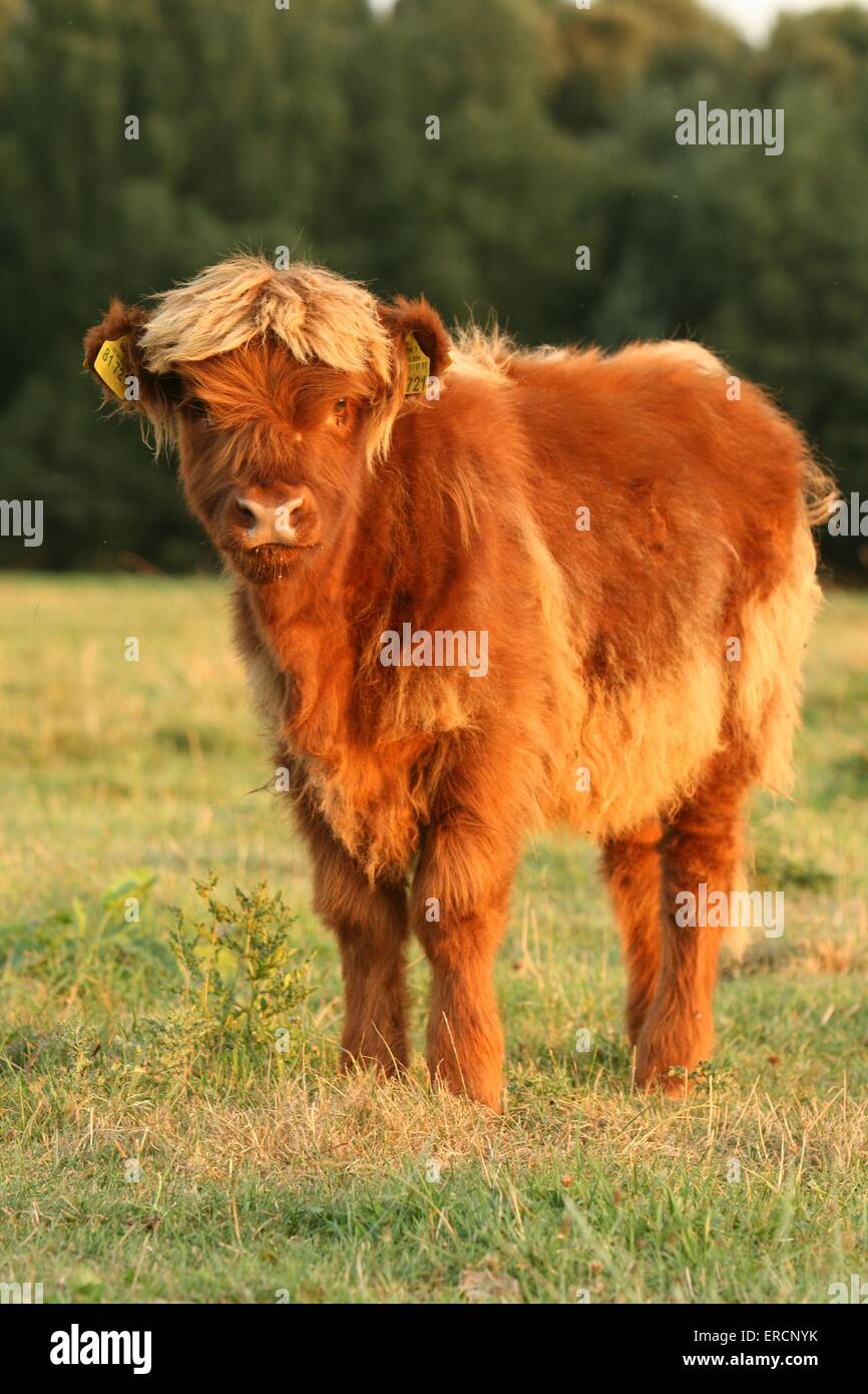 Side view of highland cow hires stock photography and images Alamy