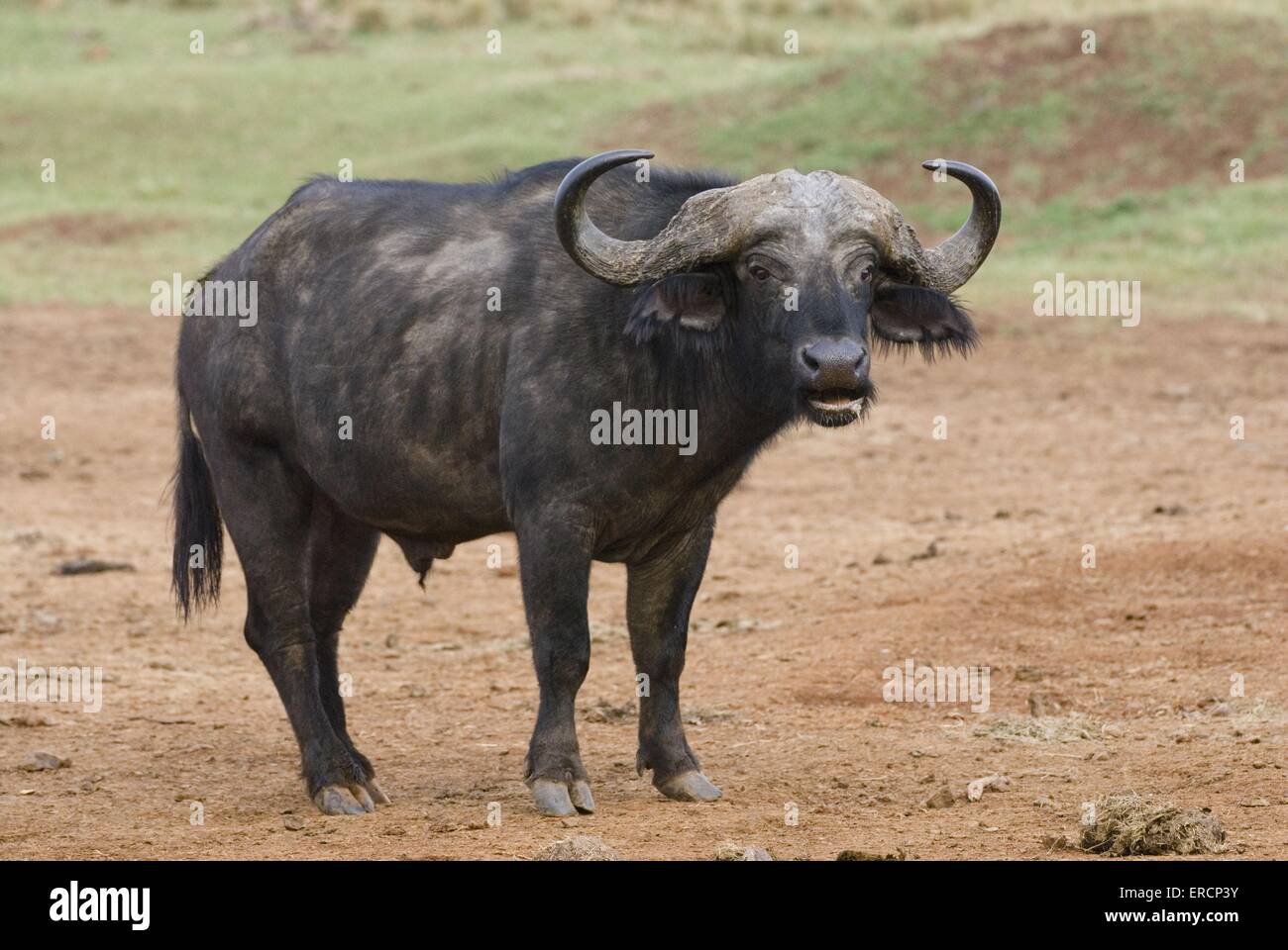 African buffalo Stock Photo