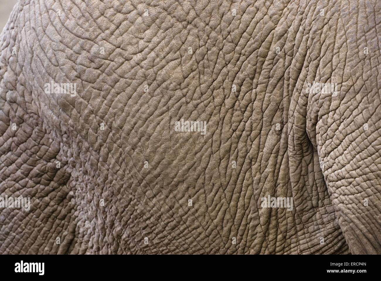 African elephant skin Stock Photo Alamy