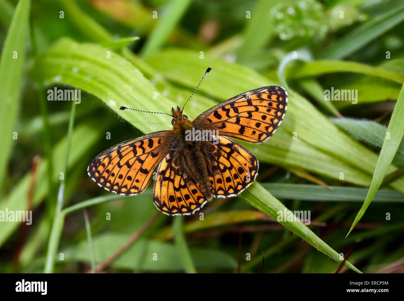 Small Pearl-bordered Fritillary. Bentley Wood, West Tytherley, Hampshire, England. Stock Photo