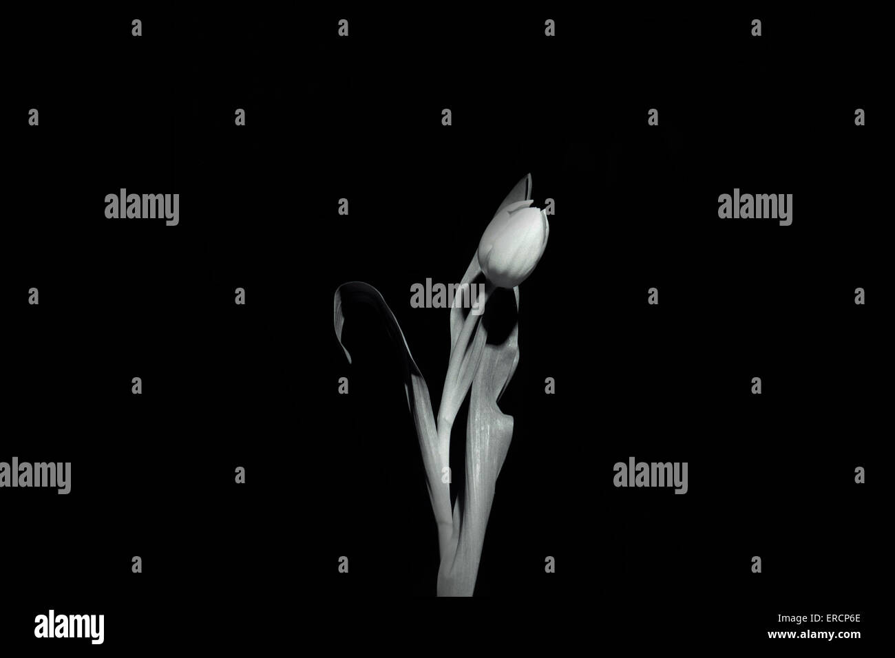 Black and white photograph of a tulip Stock Photo