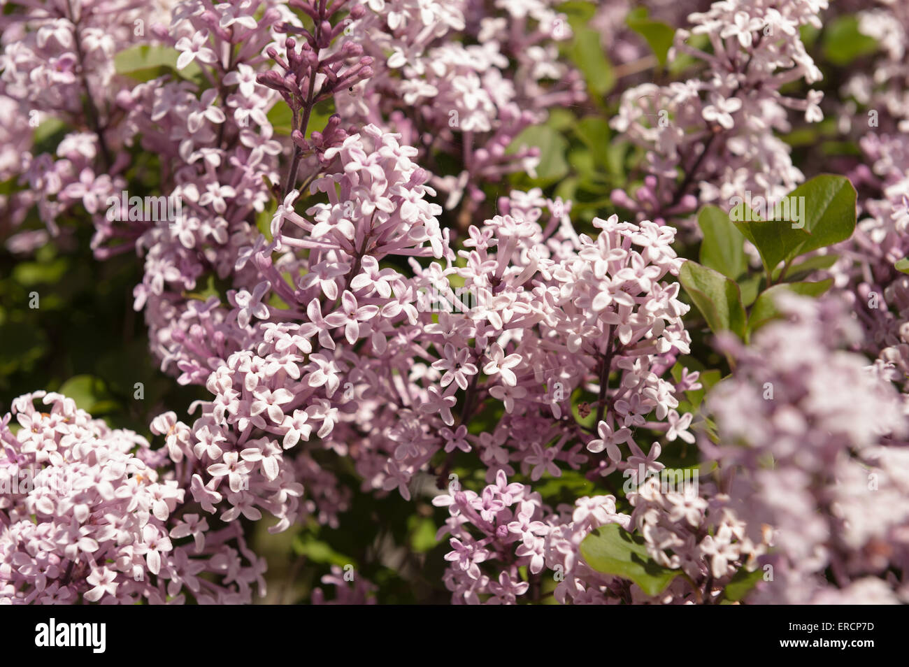 Abundant blooms and flowers of a miniature lilac tree shrub Syringa meyeri palibin dwarf Korean lilac Stock Photo