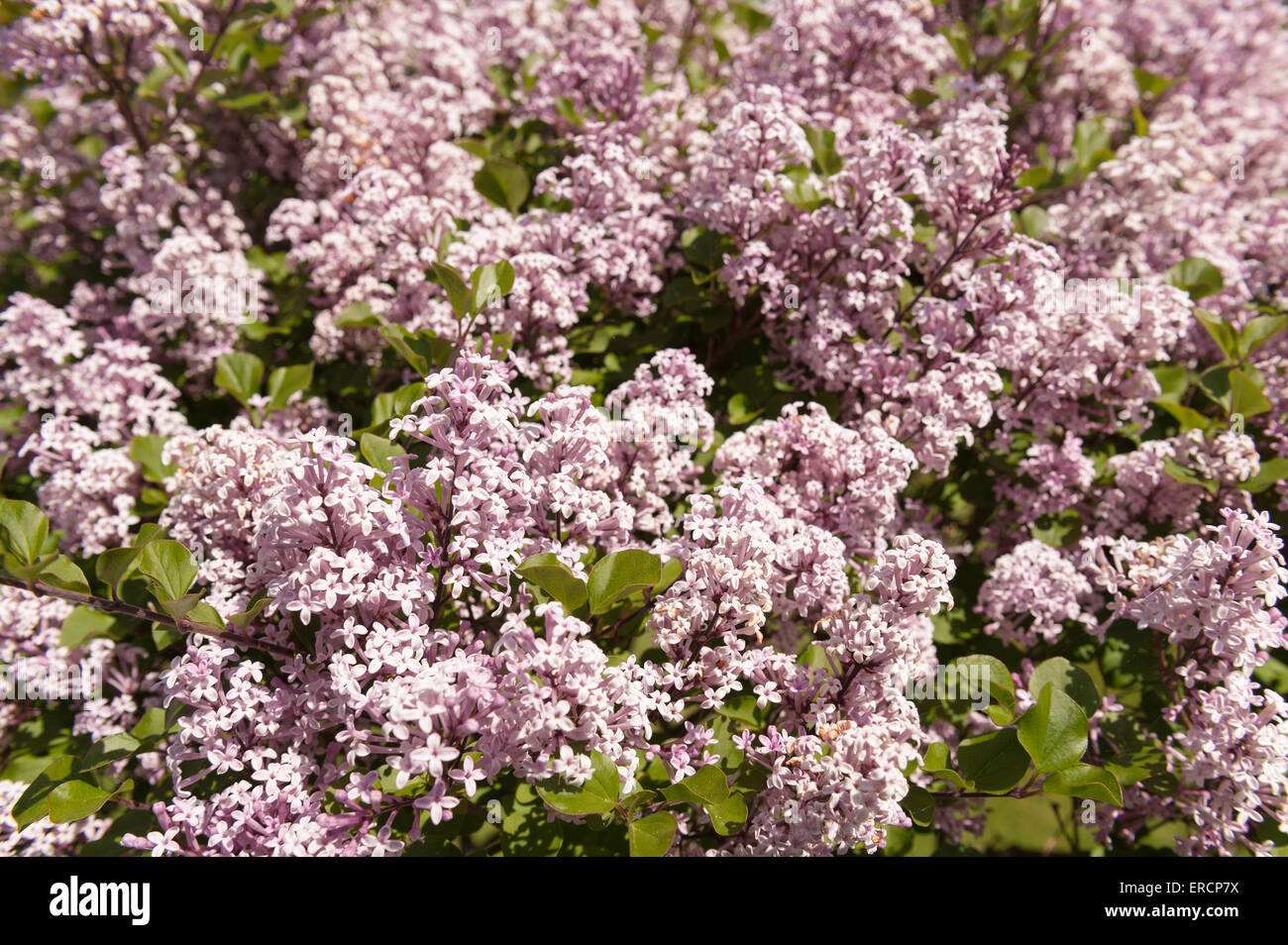 Abundant blooms and flowers of a miniature lilac tree shrub Syringa meyeri palibin dwarf Korean lilac Stock Photo