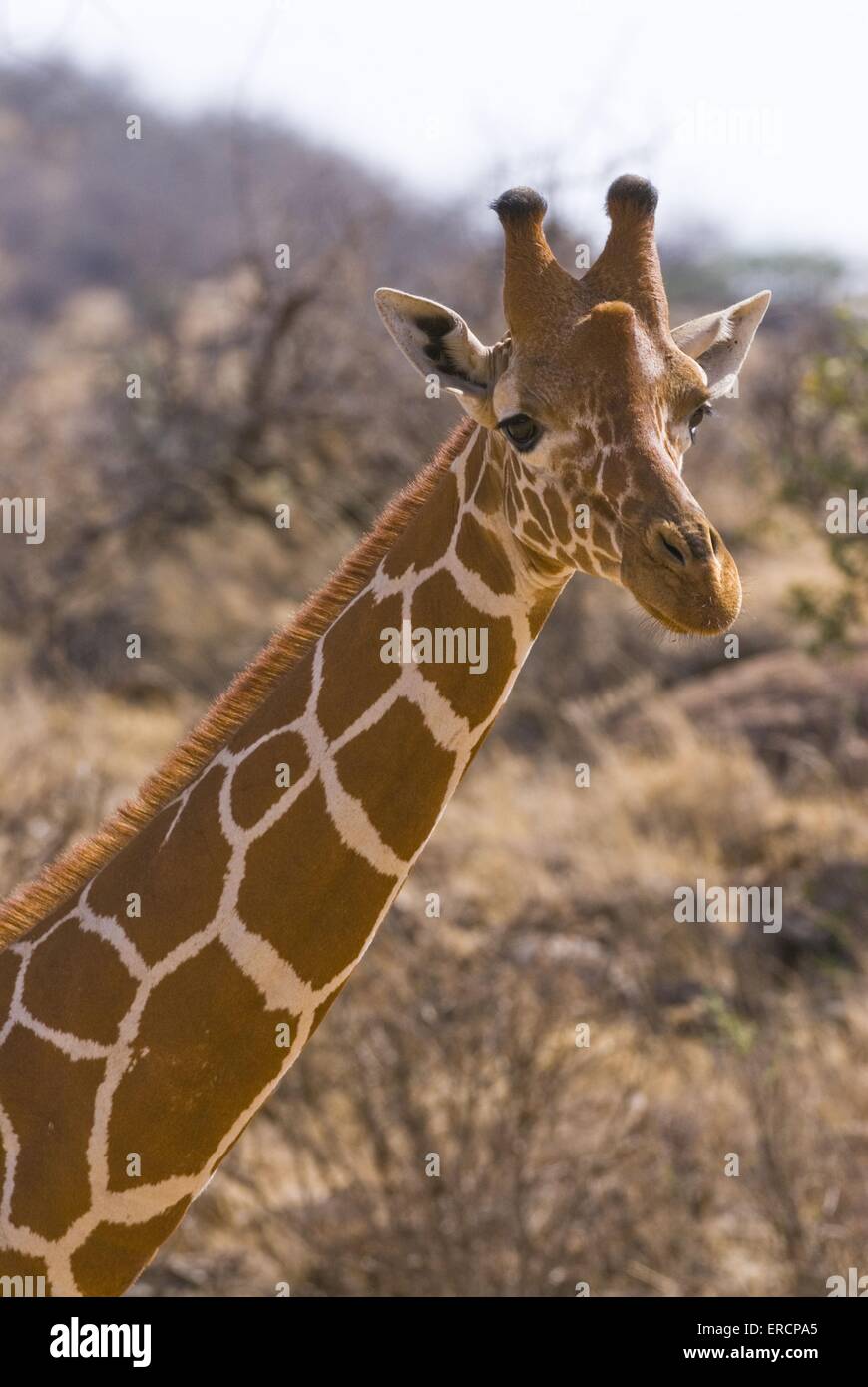 reticulated giraffe Stock Photo