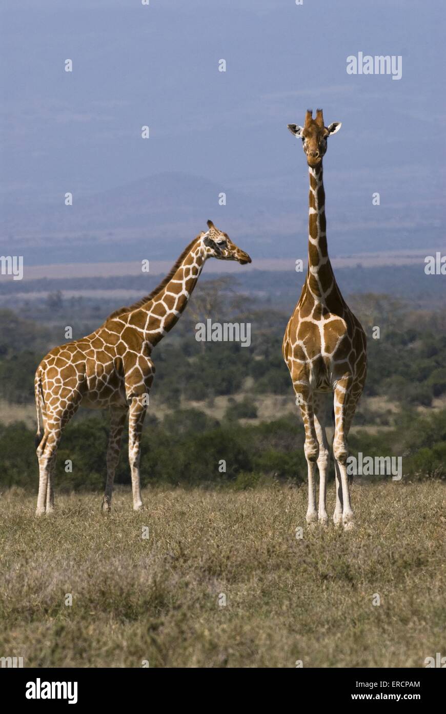 reticulated giraffes Stock Photo