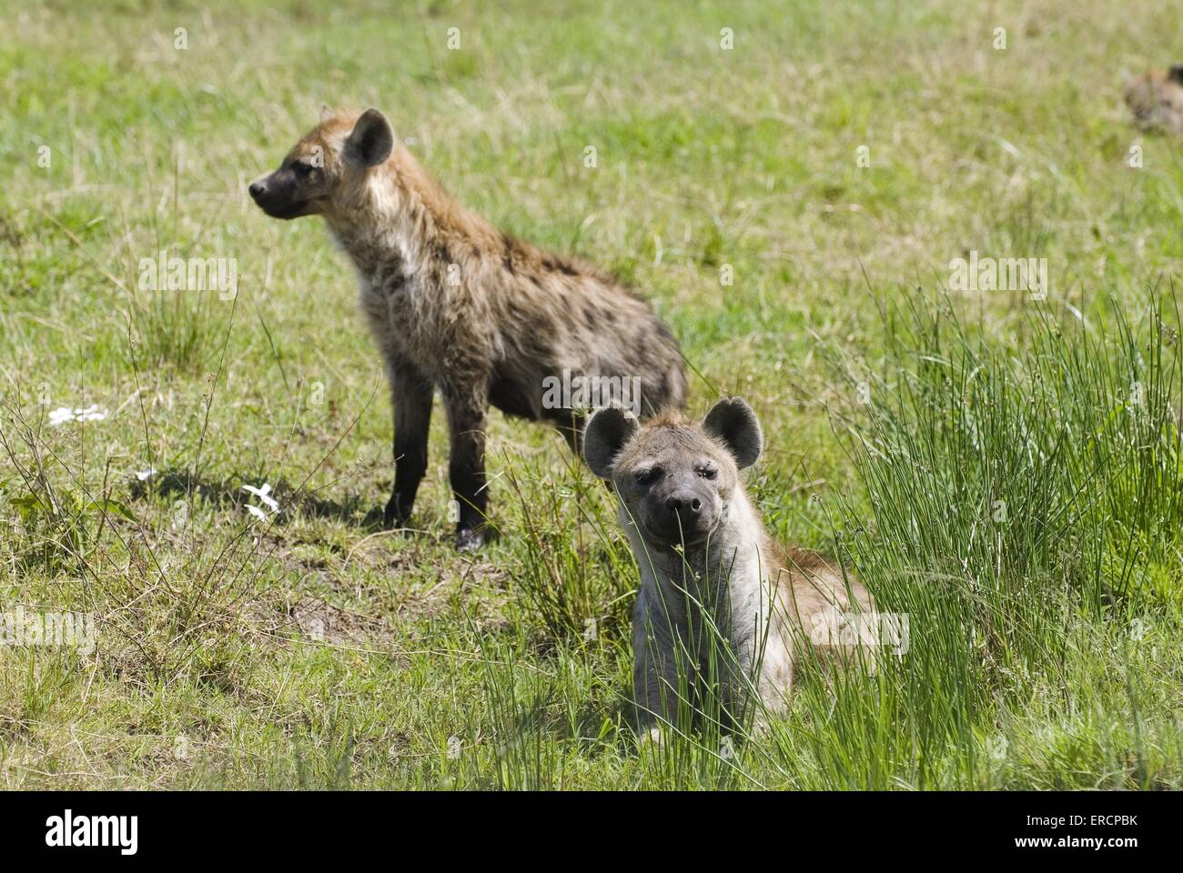spotted hyenas Stock Photo