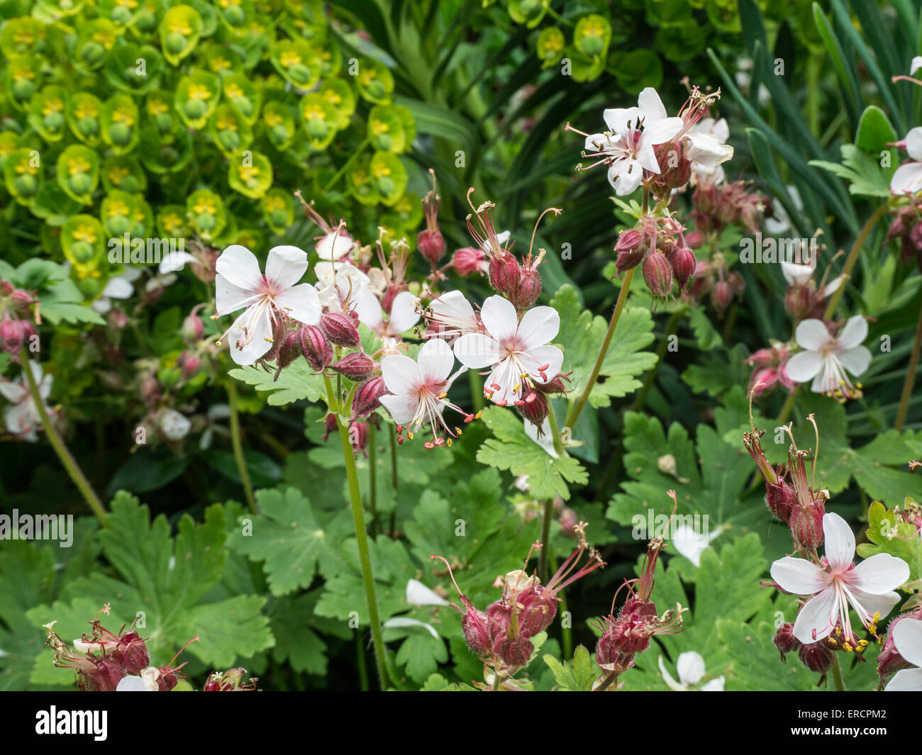Geranium macrorrhizum ' Album' flowers Stock Photo