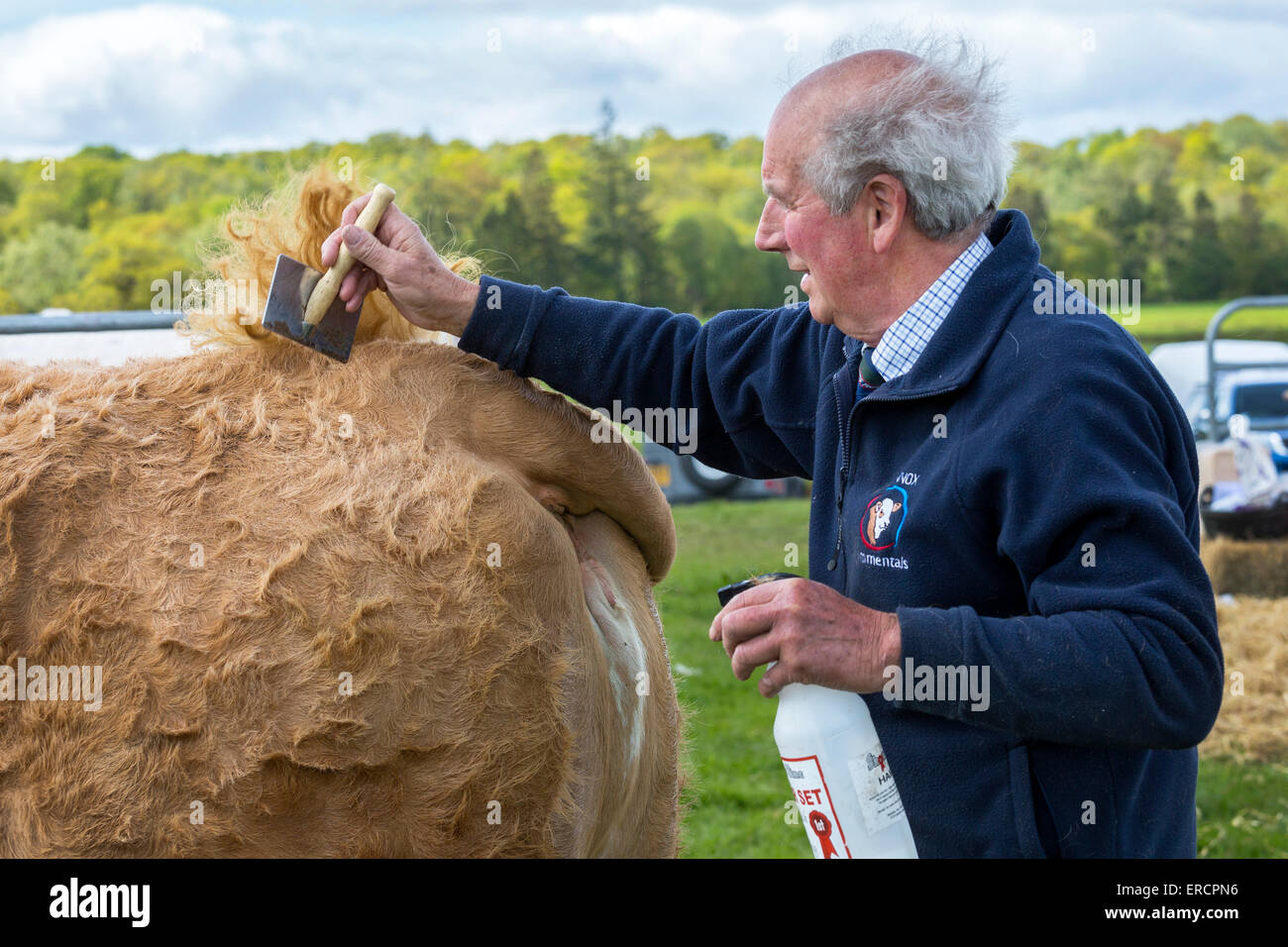 Farmer combing the fur on the back end of a cow in preparation for a show at a country fair, Drymen, Glasgow, Scotland, UK Stock Photo