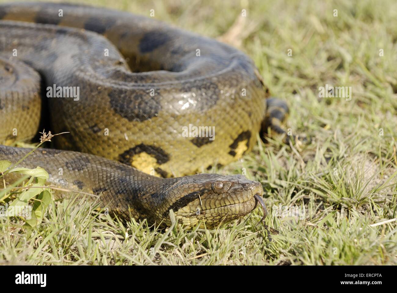 South america green anacondas hi-res stock photography and images - Alamy