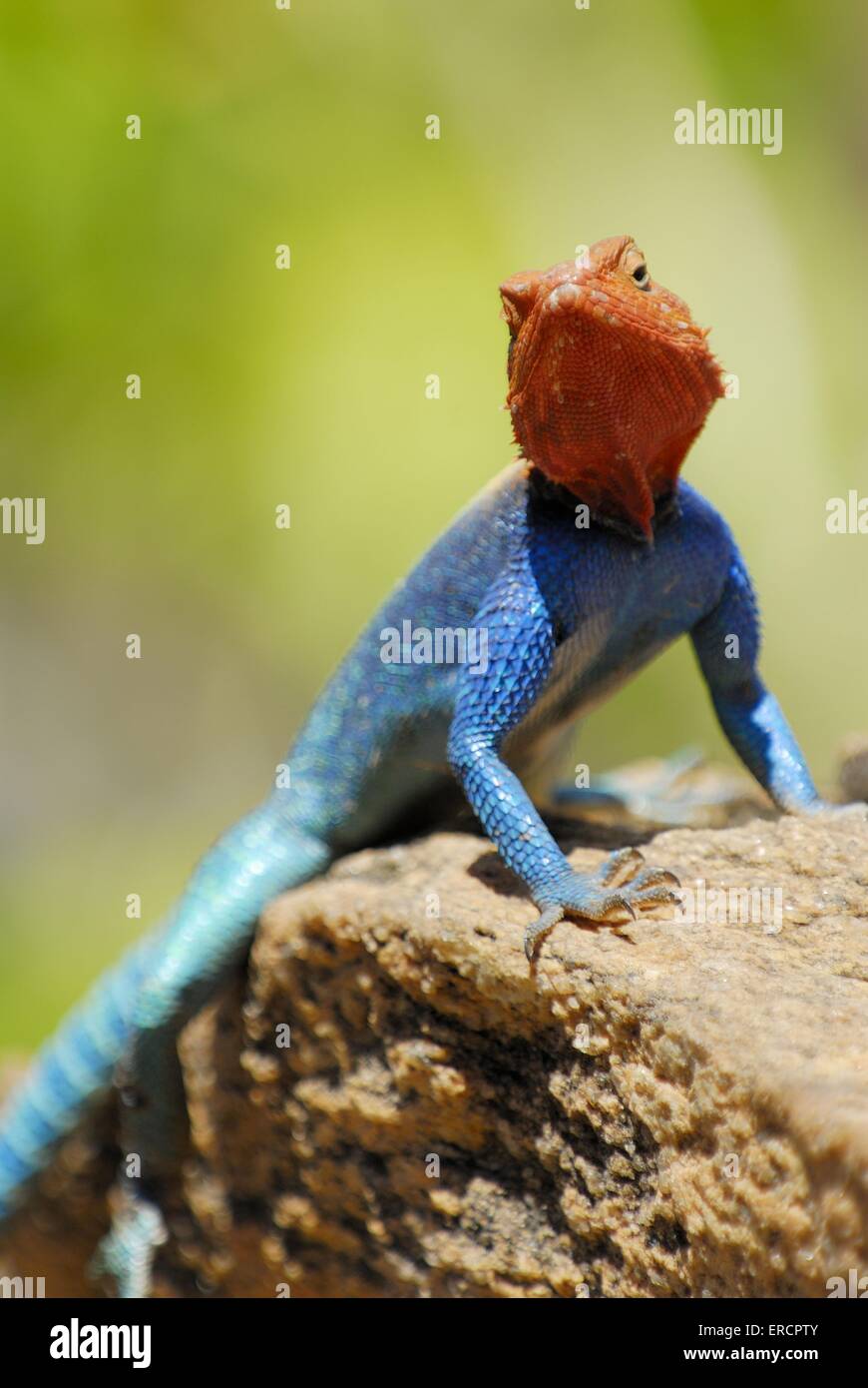 Chisel teeth hires stock photography and images Alamy