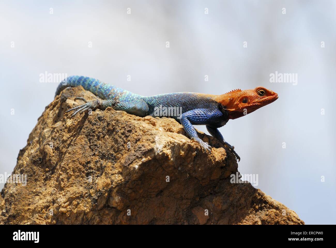 male chiselteeth lizard Stock Photo Alamy