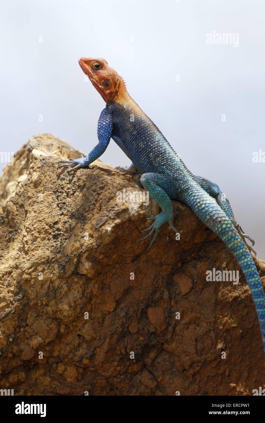 male chiselteeth lizard Stock Photo Alamy