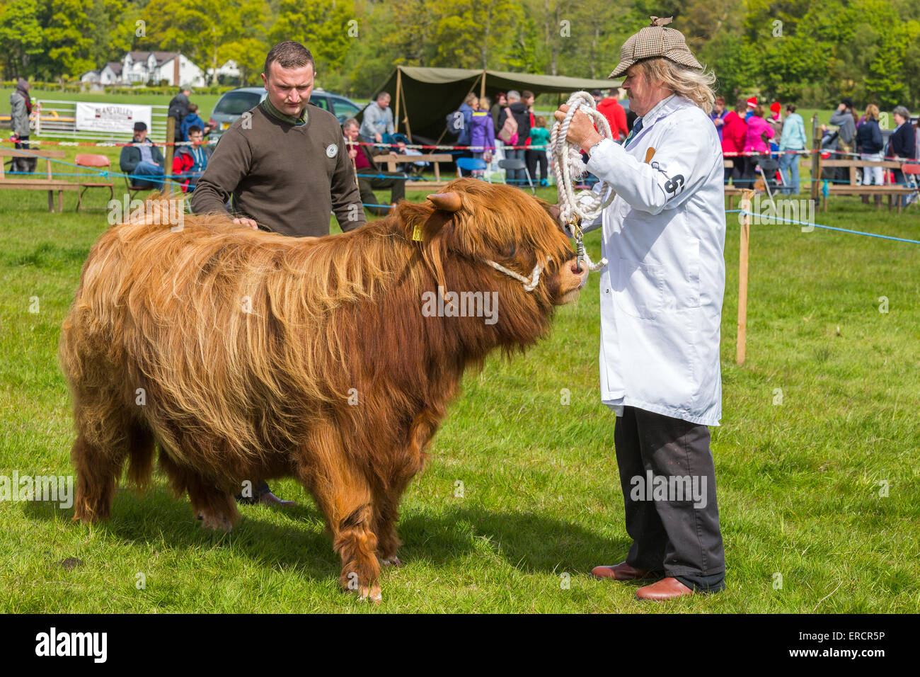 Judge at a country fair in Drymen near Glasgow checking and examining a highland cow, Drymen, Glasgow, Scotland, UK Stock Photo