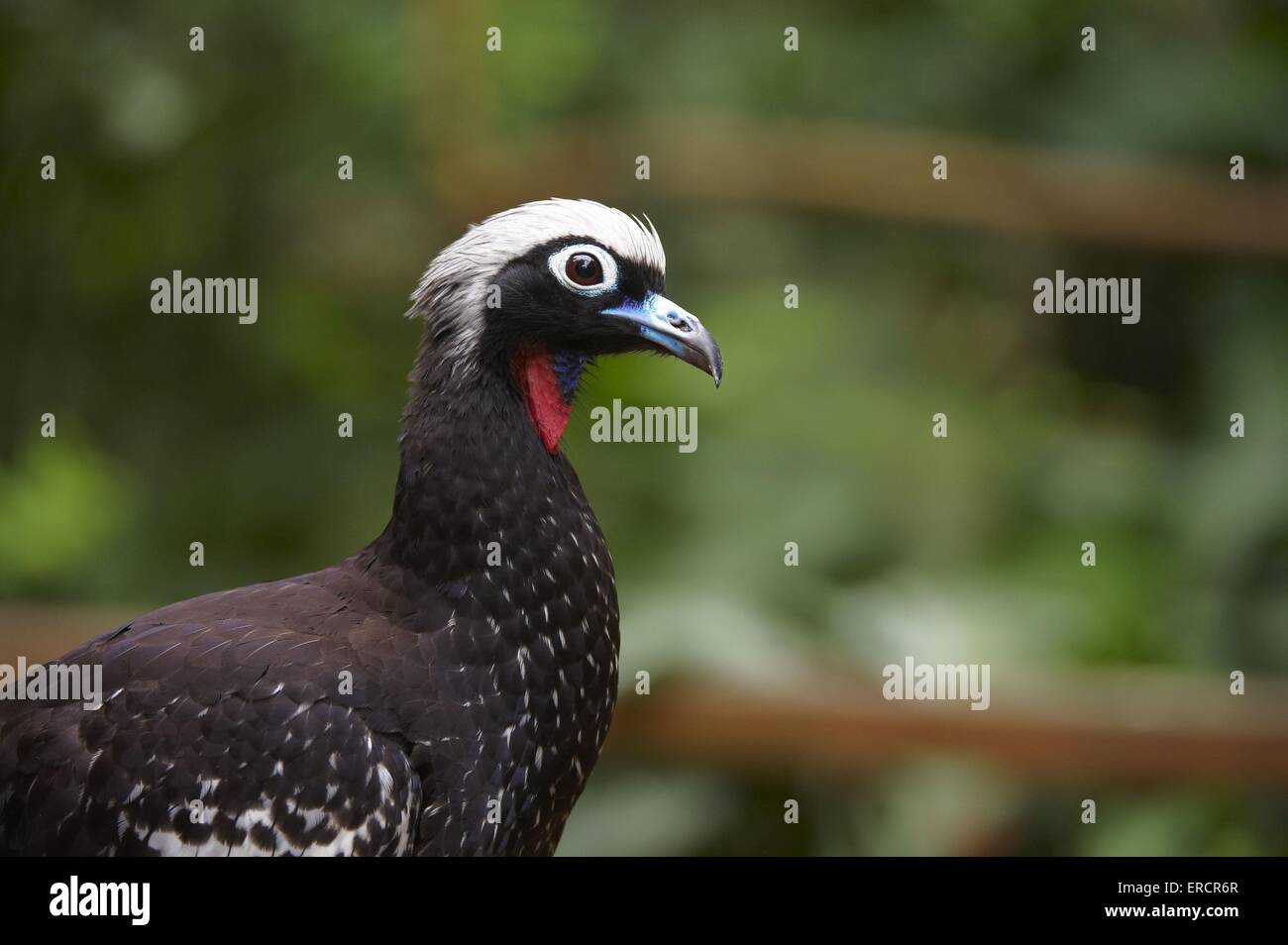 black-fronted piping guan Stock Photo