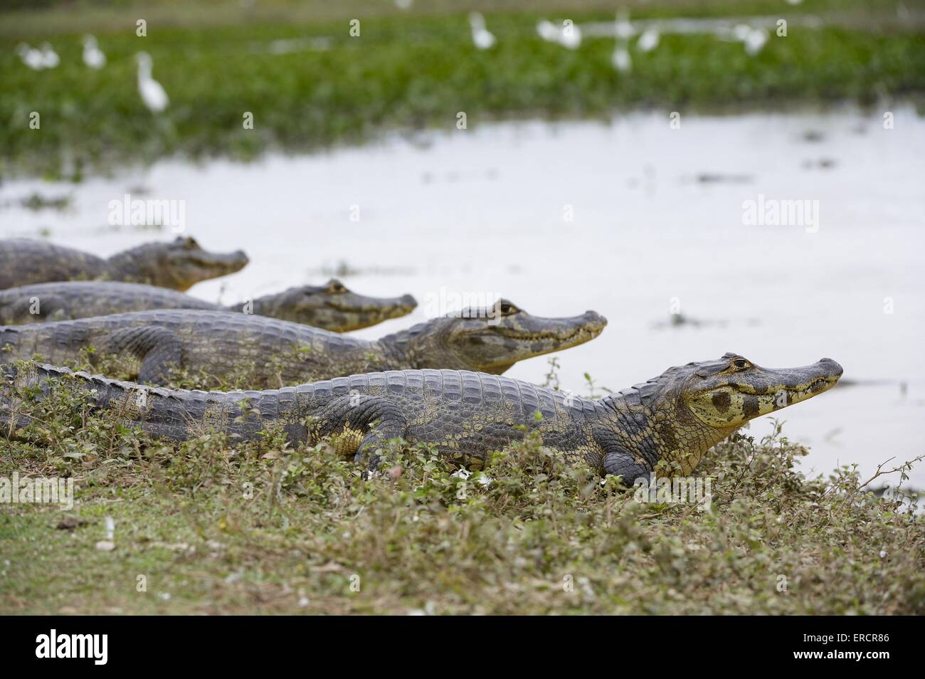 Caimans Stock Photo