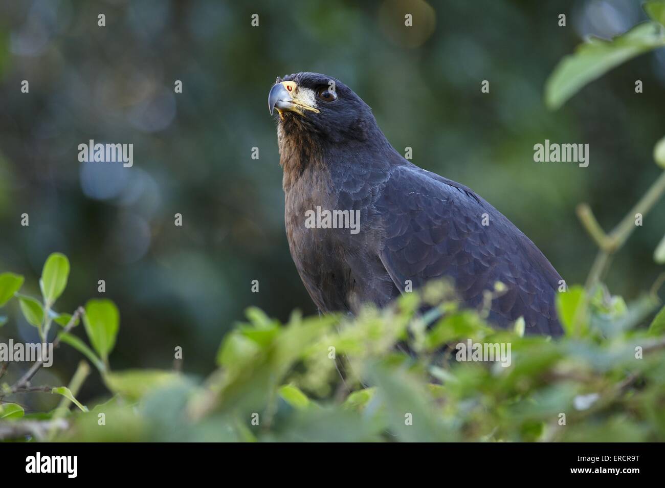 great black hawk Stock Photo Alamy