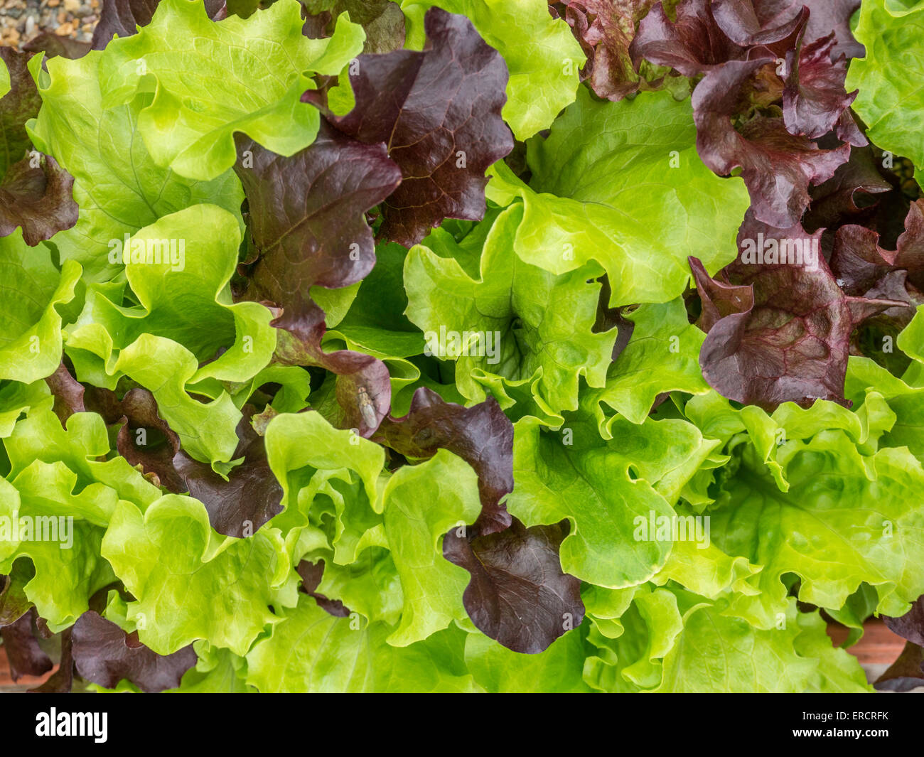 Mixed lettuce leaves Stock Photo Alamy