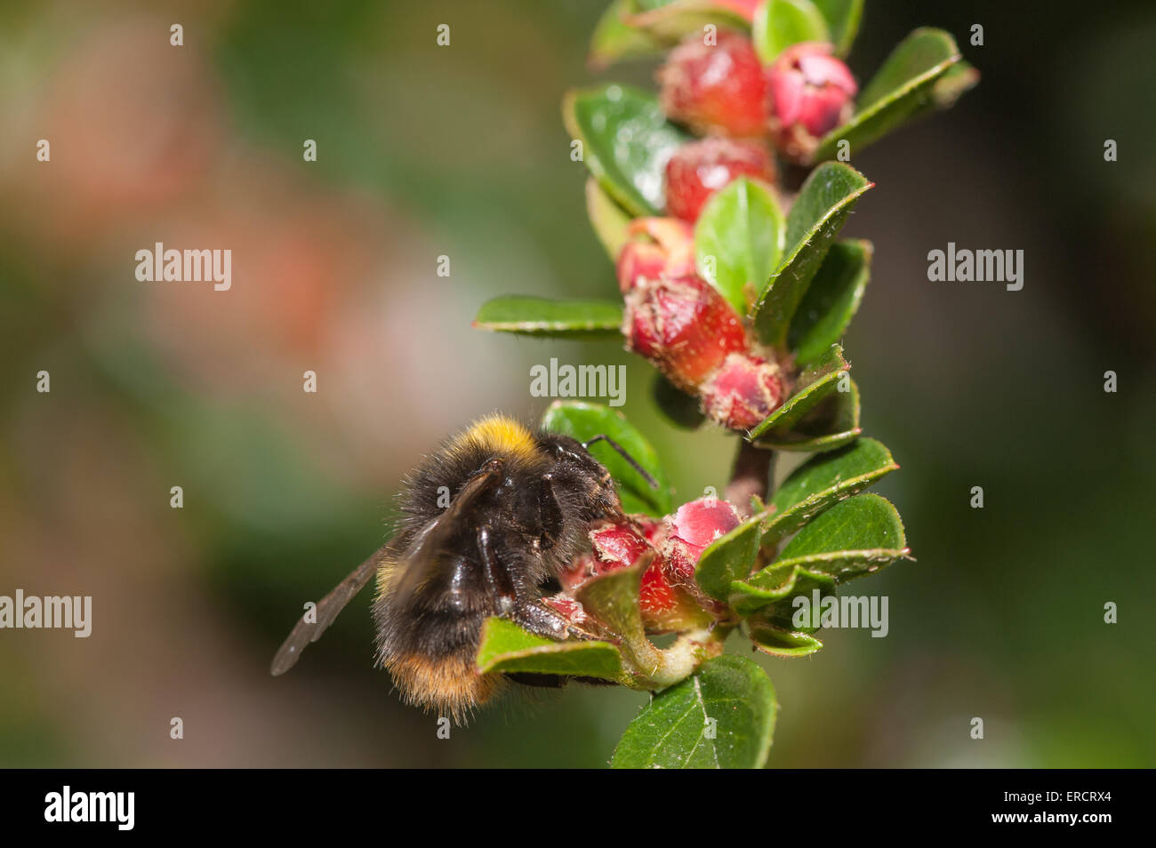 small early-nesting bumblebee B. pratorum seeking nectar on red cotoneaster flowers and collecting pollen grains Stock Photo