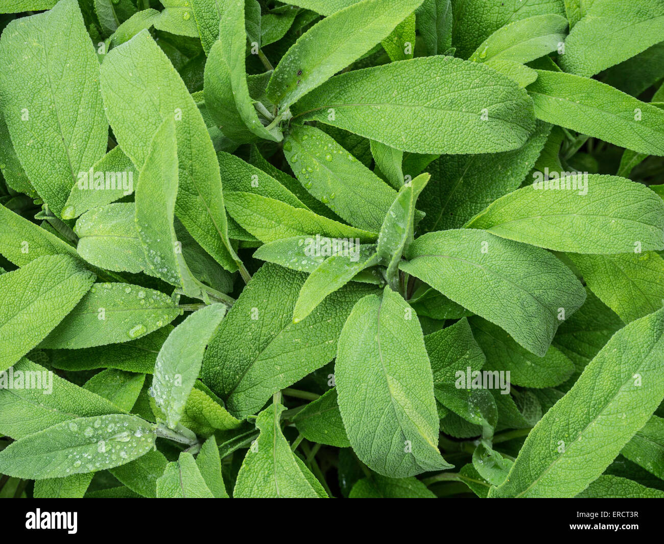 Sage foliage Stock Photo