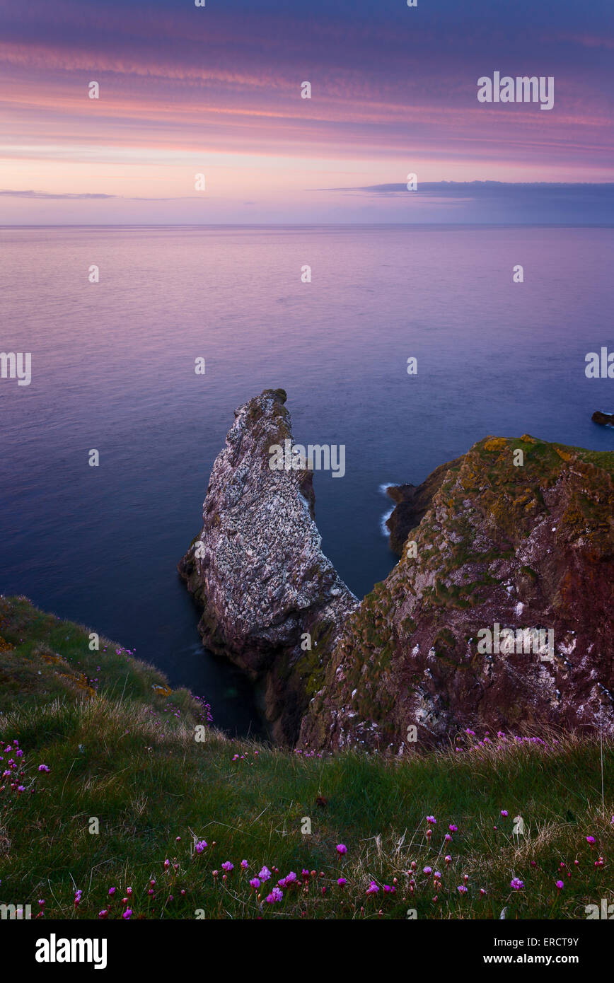 Seabrid colonies at St Abbs Head Nature Reserve. Stock Photo