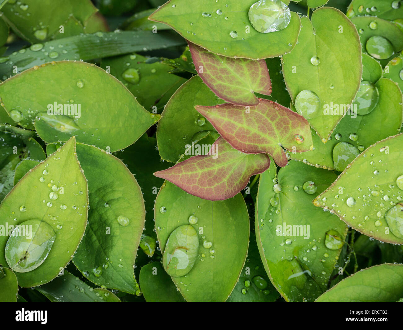 Water droplets on Epimedium foliage Stock Photo