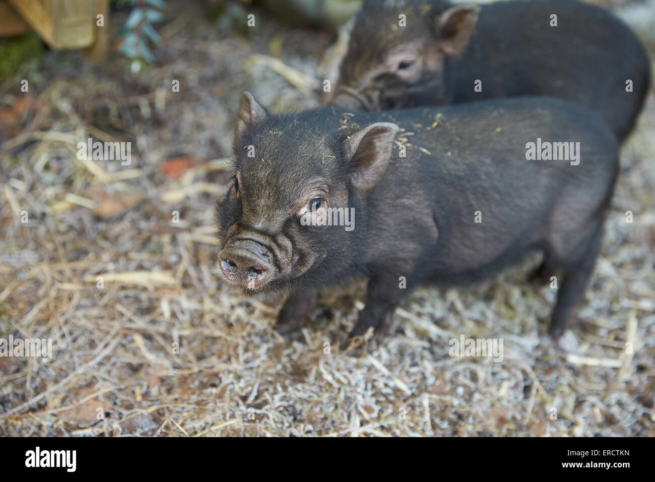 Two Pet Micro Pigs On Straw Stock Photo