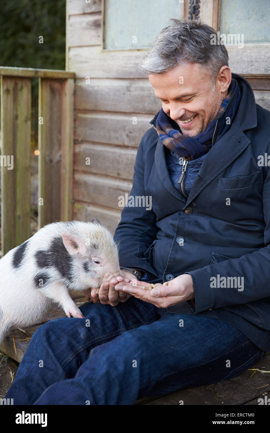 Mature Man Feeding Pet Micro Pig Stock Photo
