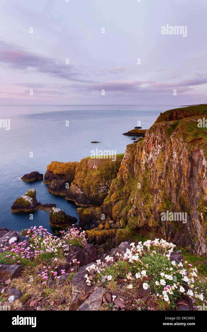 Wild flowers on the North Sea cliffs of St Abbs Head Nature Reserve, Scotland Stock Photo