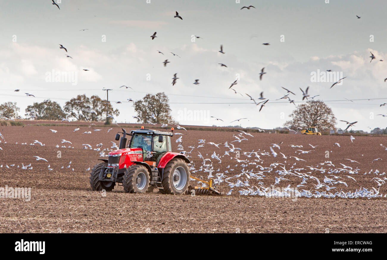 Tractors cultivating farmland followed by a flock of Seagulls, England, UK Stock Photo