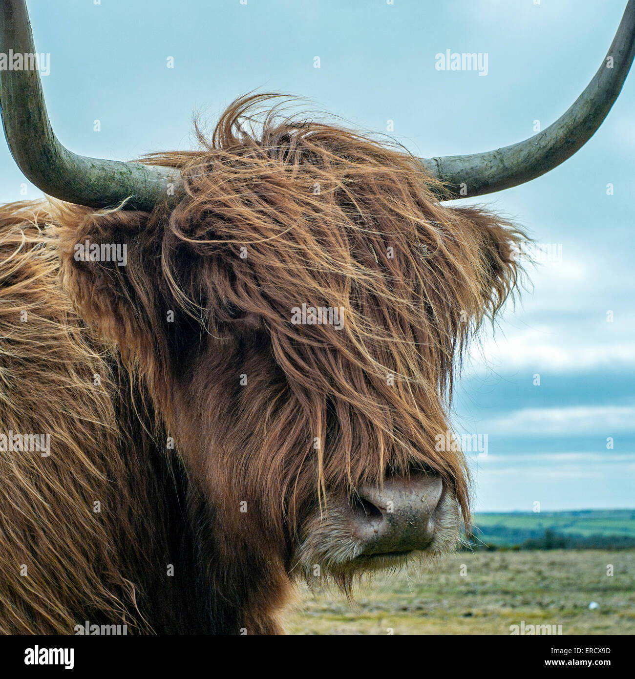 Highland Long Horn Cow light Brown shaggy coated cow with long curved horns on Bodmin Moor, Cornwall Stock Photo