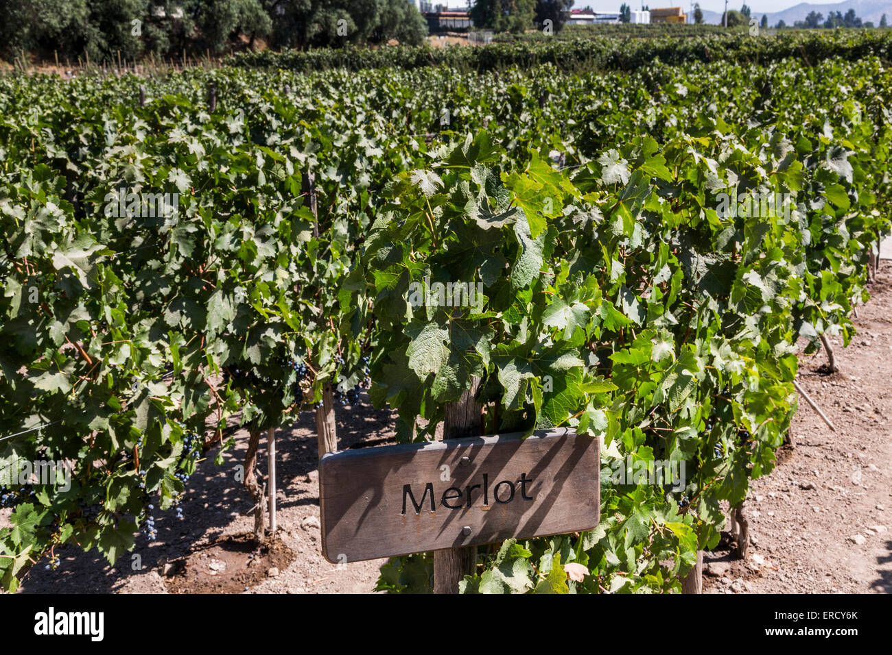 merlot grapes, Concha y Toro vineyard, near Santiago, Chile Stock Photo