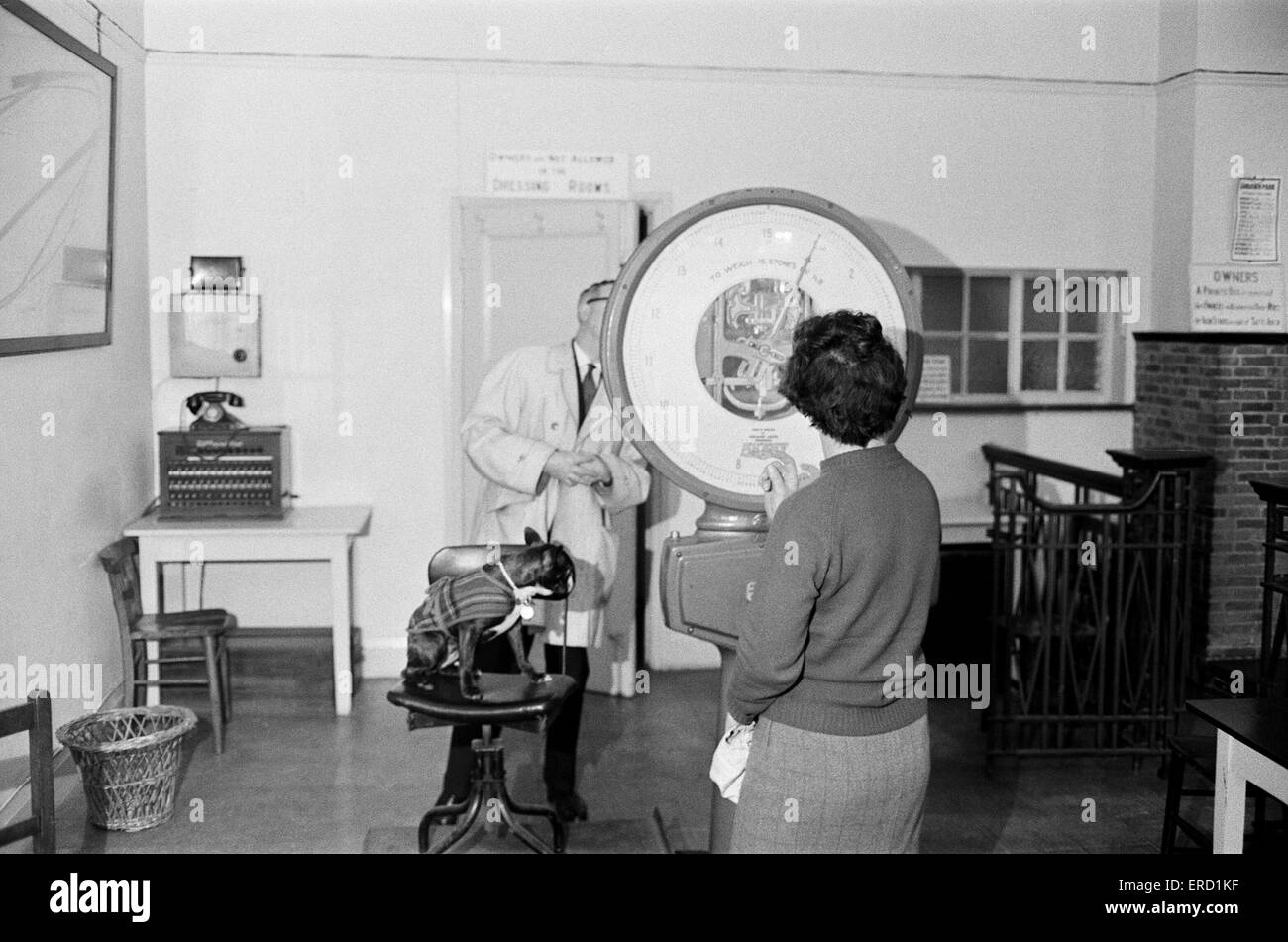 Behind the scenes at Sandown park ahead of  a two day meeting. A woman cleaner weighs 6 month old Boston terrier Mini on the jockey's weighing-in scales. 28th December 1967. Stock Photo