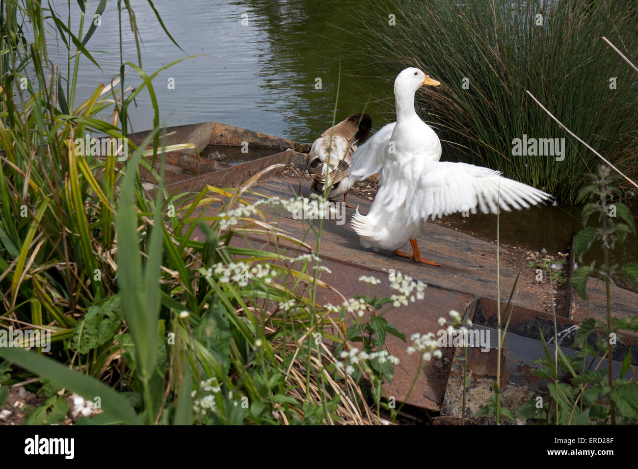 The village pond, Long Itchington, Warwickshire, England, UK Stock Photo