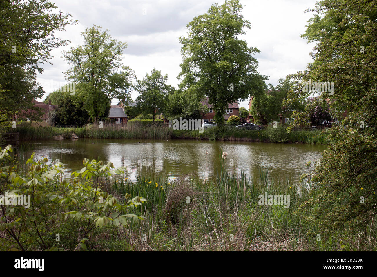 The village pond, Long Itchington, Warwickshire, England, UK Stock Photo