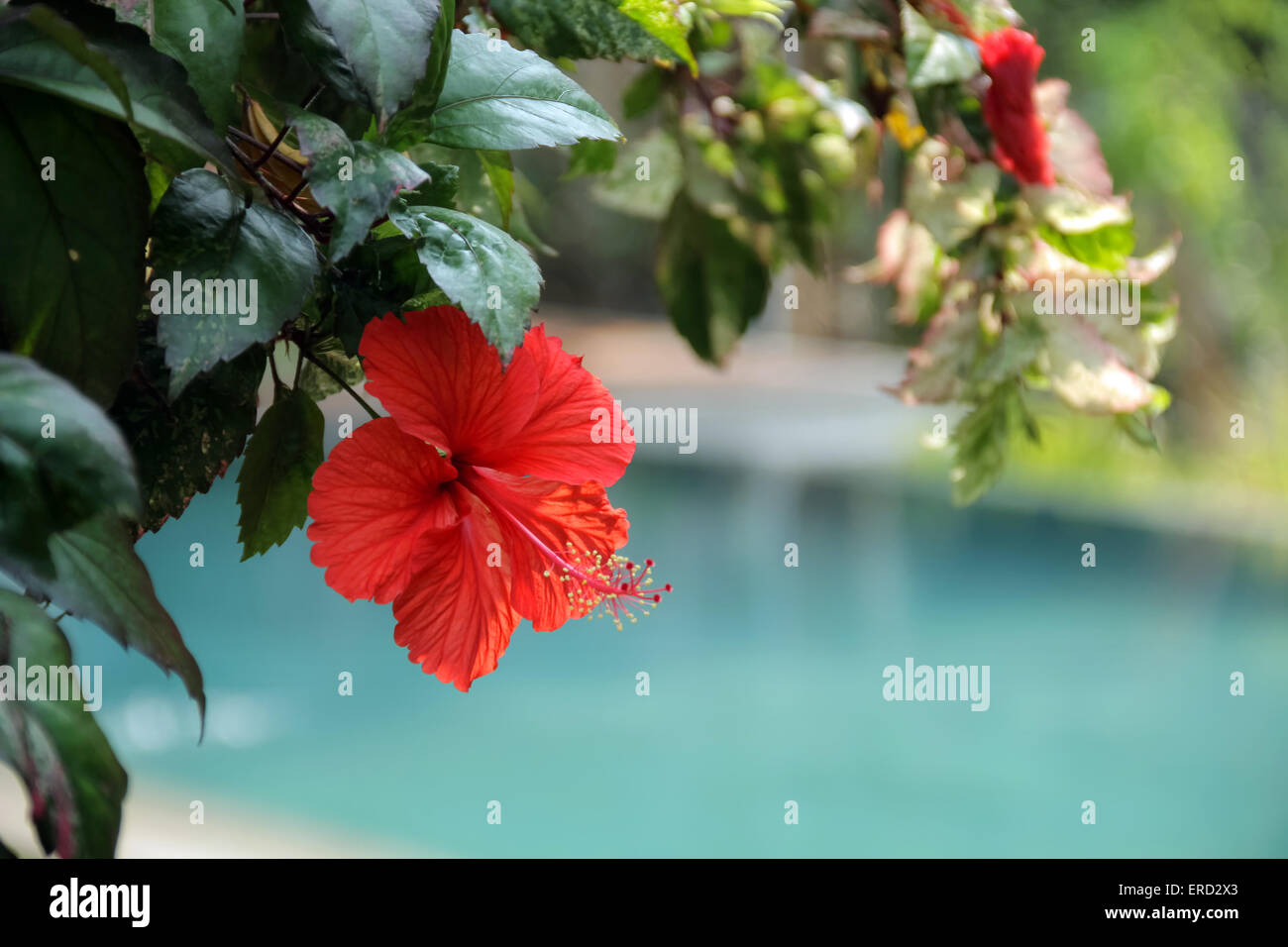 Red Hibiscus flower on plant Stock Photo