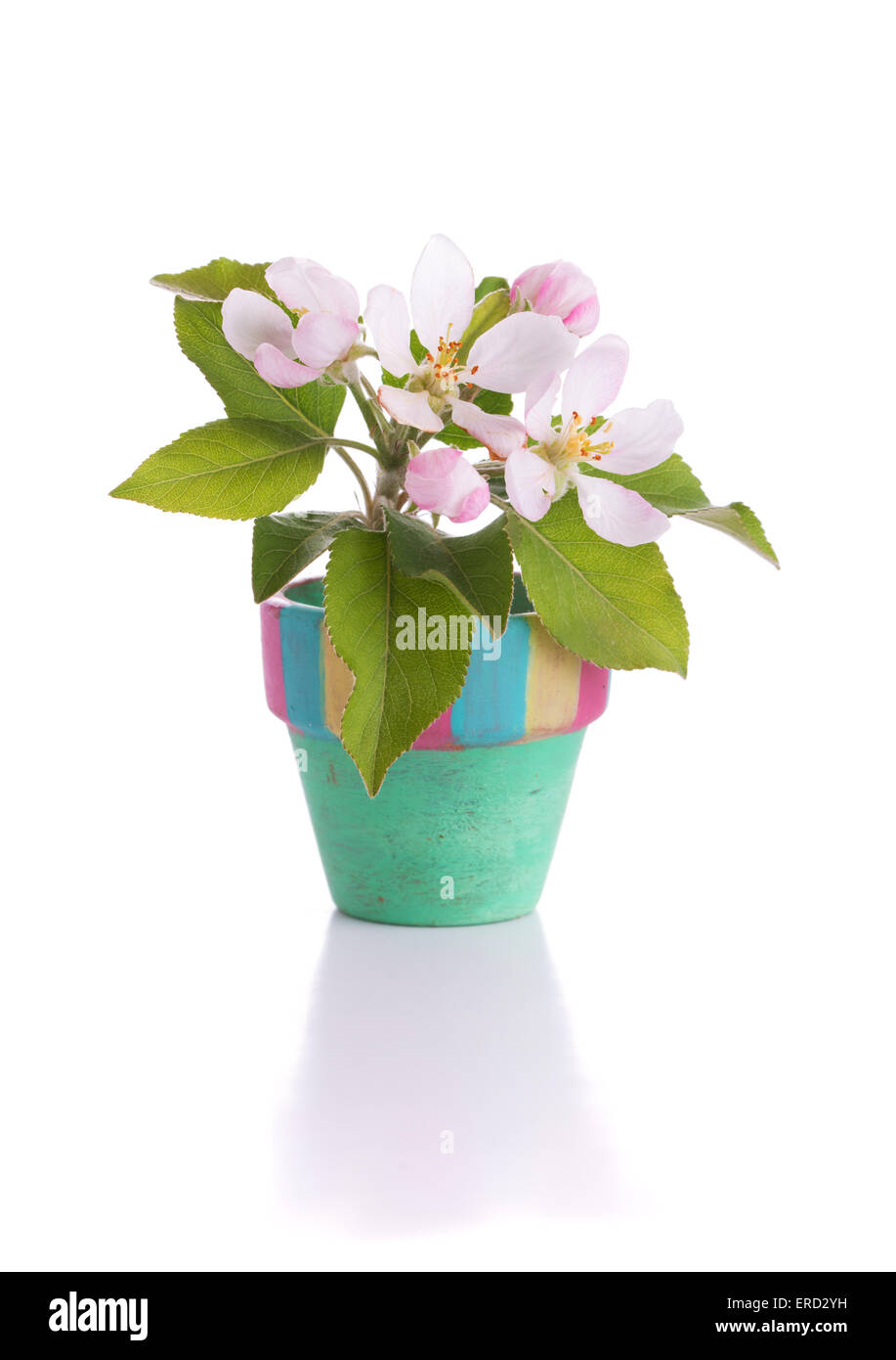Pink and white apple flowers in a tiny pot Stock Photo