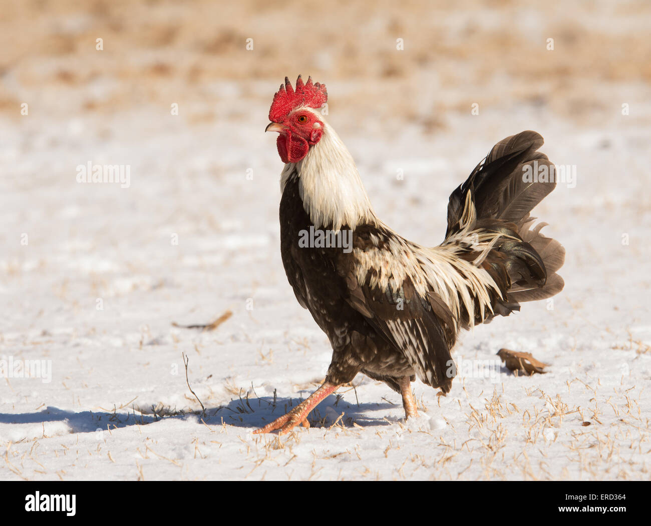 Brown speckled bantam rooster waking in snow on a sunny winter day Stock Photo