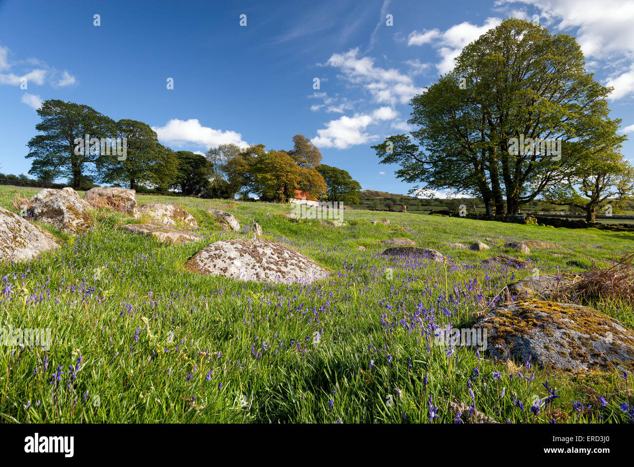 Spring at Emsworthy Mire near Widecombe in the Moor on Darmoor National Park in Devon Stock Photo