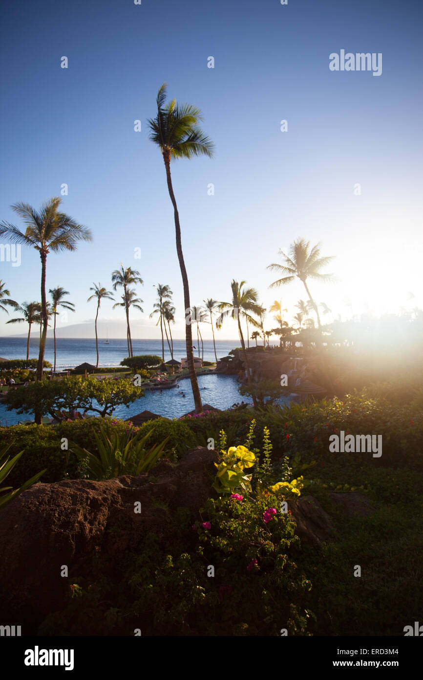 Native hawaiian tree hi-res stock photography and images - Alamy