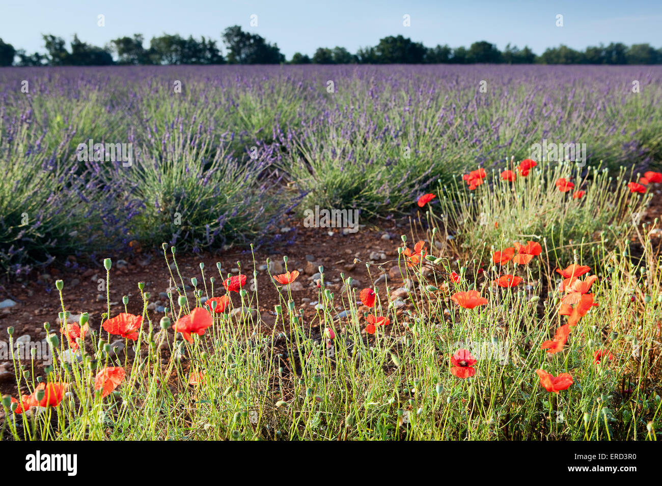 Poppies Fields France High Resolution Stock Photography and Images - Alamy