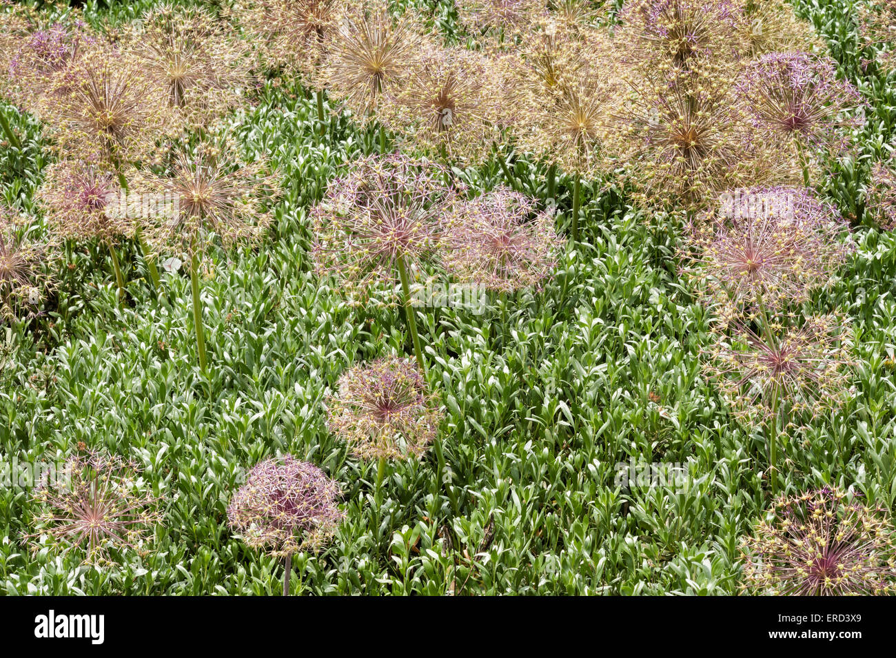 The dry seed heads of allium flowers in a garden in Italy Stock Photo