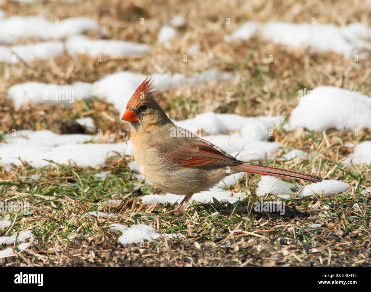 Female Northern Cardinal looking for seeds on the ground in winter Stock Photo
