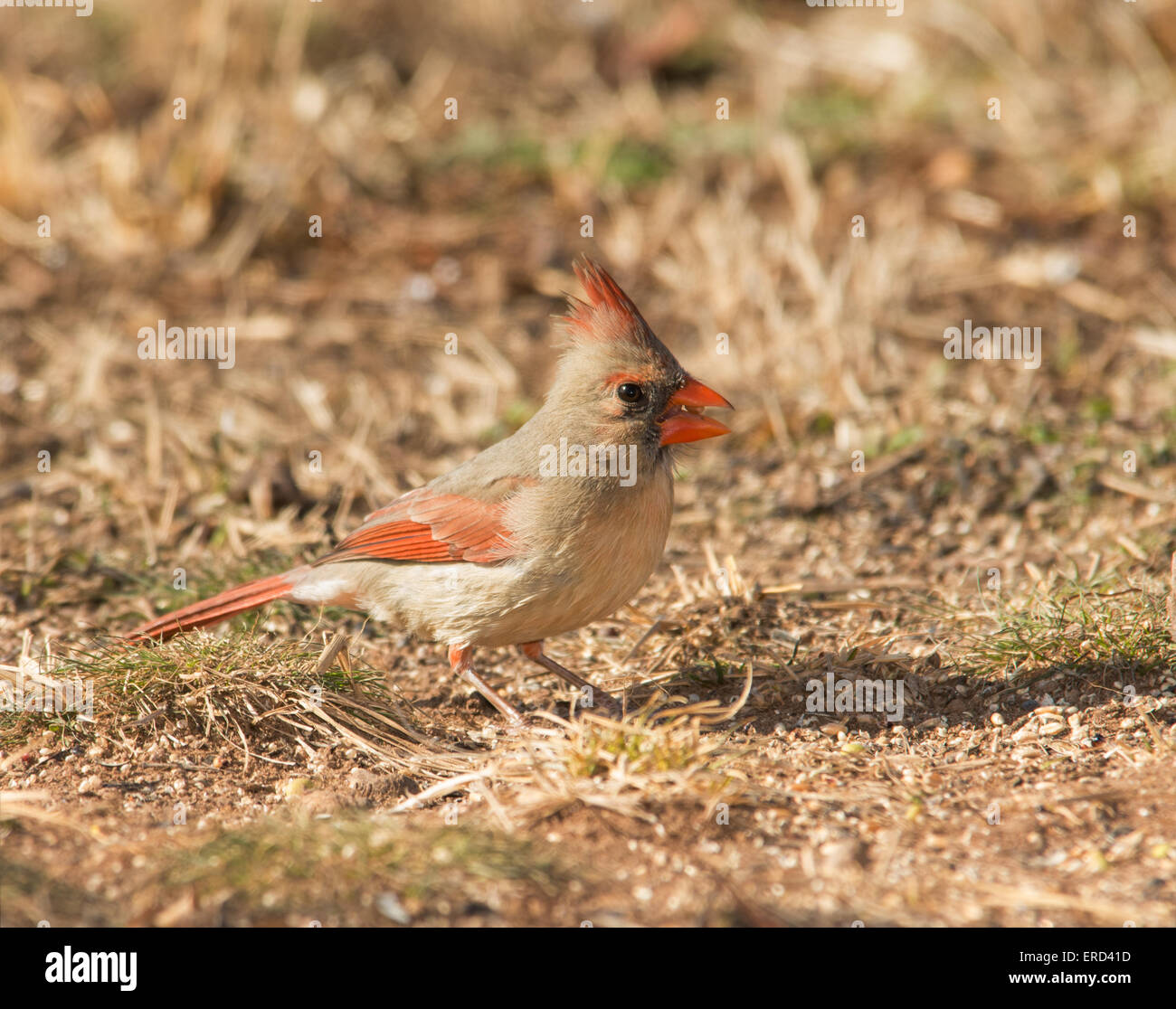 Female Northern Cardinal eating seeds on the ground in winter Stock Photo
